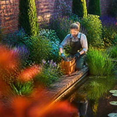 A Practical Guide to Creating a Lush, Wildlife-Friendly Pond Garden