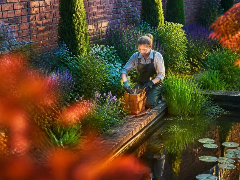 A Practical Guide to Creating a Lush, Wildlife-Friendly Pond Garden